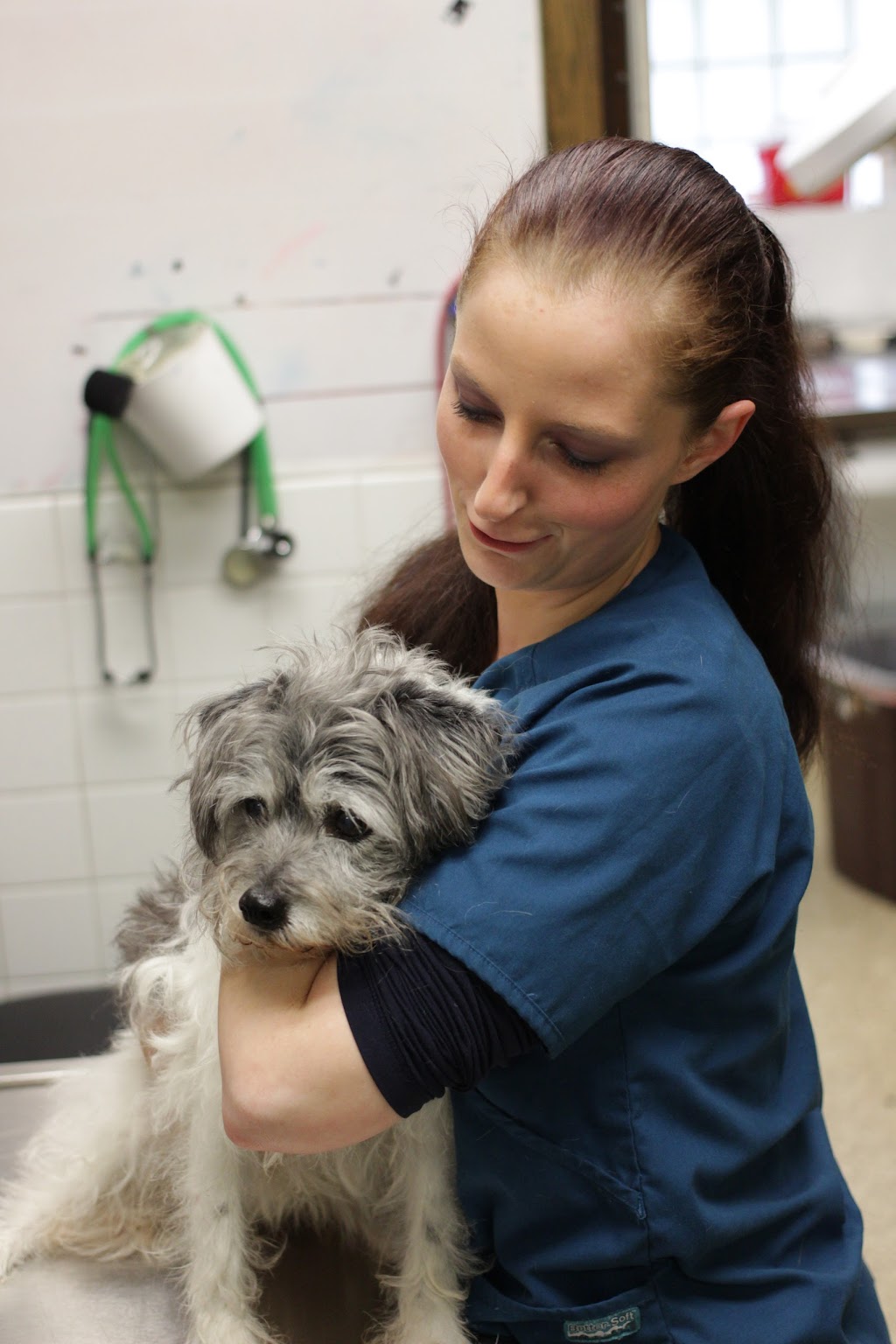 Brighton Veterinary Hospital | 2615 Mississippi St, New Brighton, MN 55112, USA | Phone: (651) 636-1063