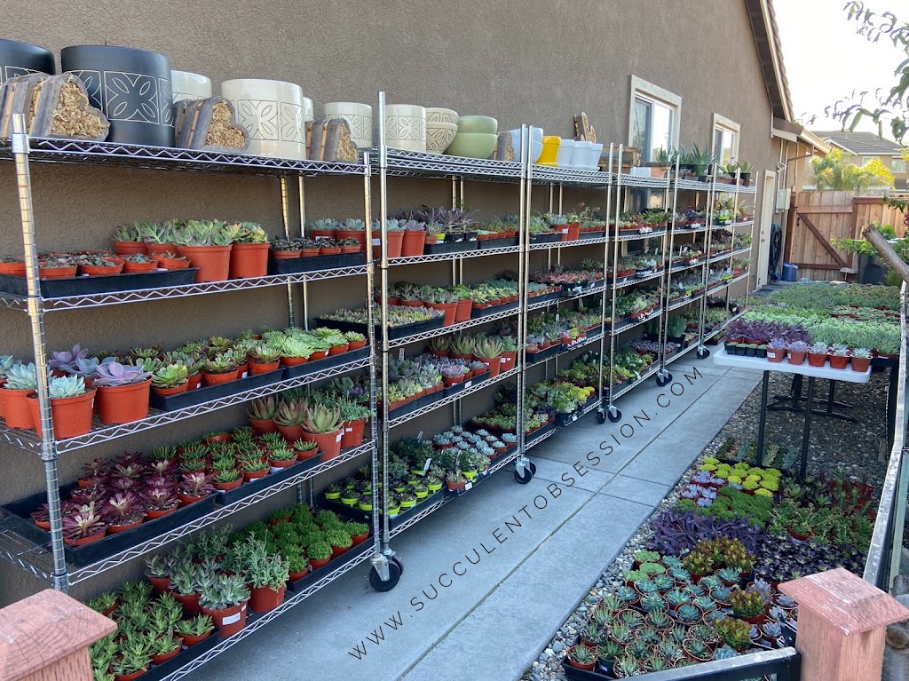 Succulent Obsession | 2010 Fernbank Ct, Fairfield, CA 94534 | Phone: (707) 803-2269