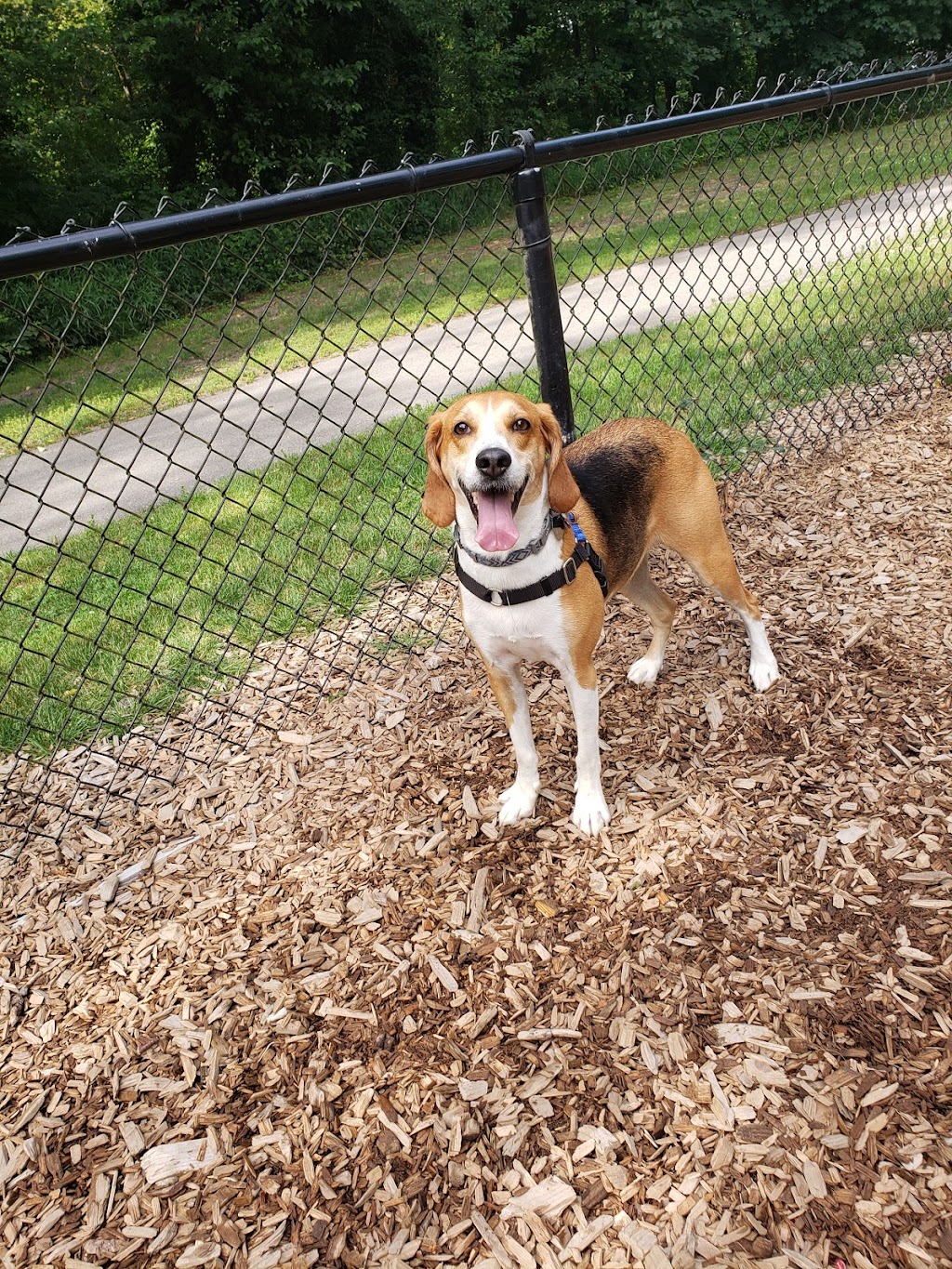 Clarks Creek Dog Park | 926 18th St SW, Puyallup, WA 98371, USA | Phone: (253) 841-5457