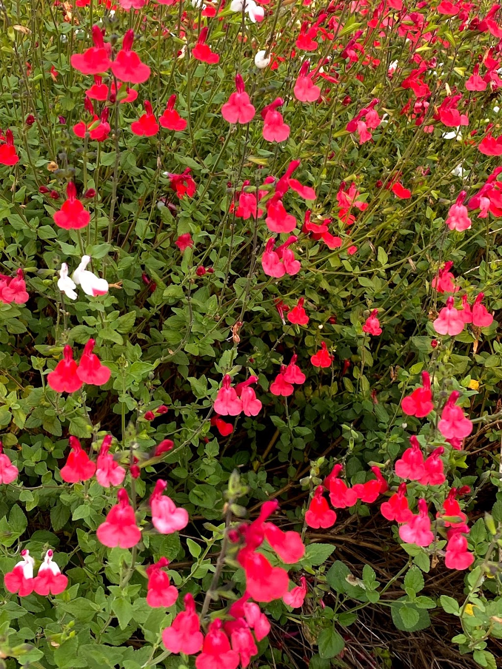 Everett N. "Eddie" Souza Park | 2380 Monroe St, Santa Clara, CA 95051, USA | Phone: (408) 615-3740