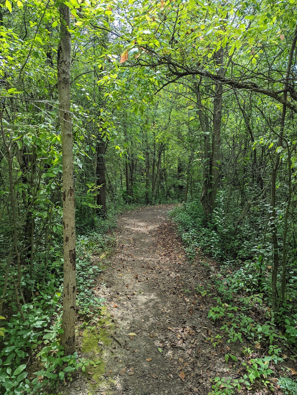 Dicken Woods Nature Area | 1495 S Maple Rd, Ann Arbor, MI 48103, USA | Phone: (734) 794-6230 Dicken Woods Nature Area | 1495 S Maple Rd, Ann Arbor, MI 48103, USA | Phone: (734) 794-6230