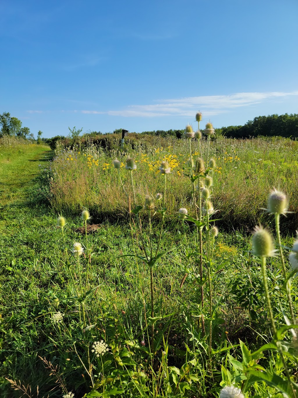 LeFurge Woods Nature Preserve | 2452 N Prospect Rd #2198, Superior Charter Twp, MI 48198, USA | Phone: (734) 484-6565