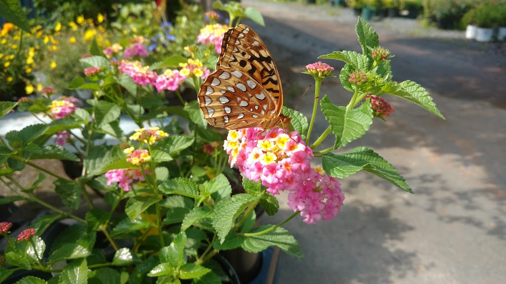 Whitaker Farms Retail Garden Center & Greenhouses | 4715 US-64, Franklinville, NC 27248, USA | Phone: (336) 824-4339