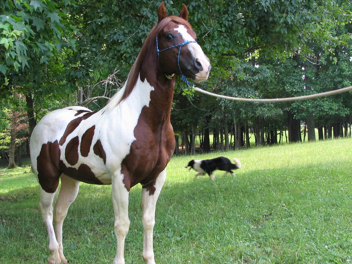 Bar Creek Farms Quarter Horses and Paints | 11920 Bar Creek Ln, Ford, VA 23850, USA | Phone: (804) 712-2497