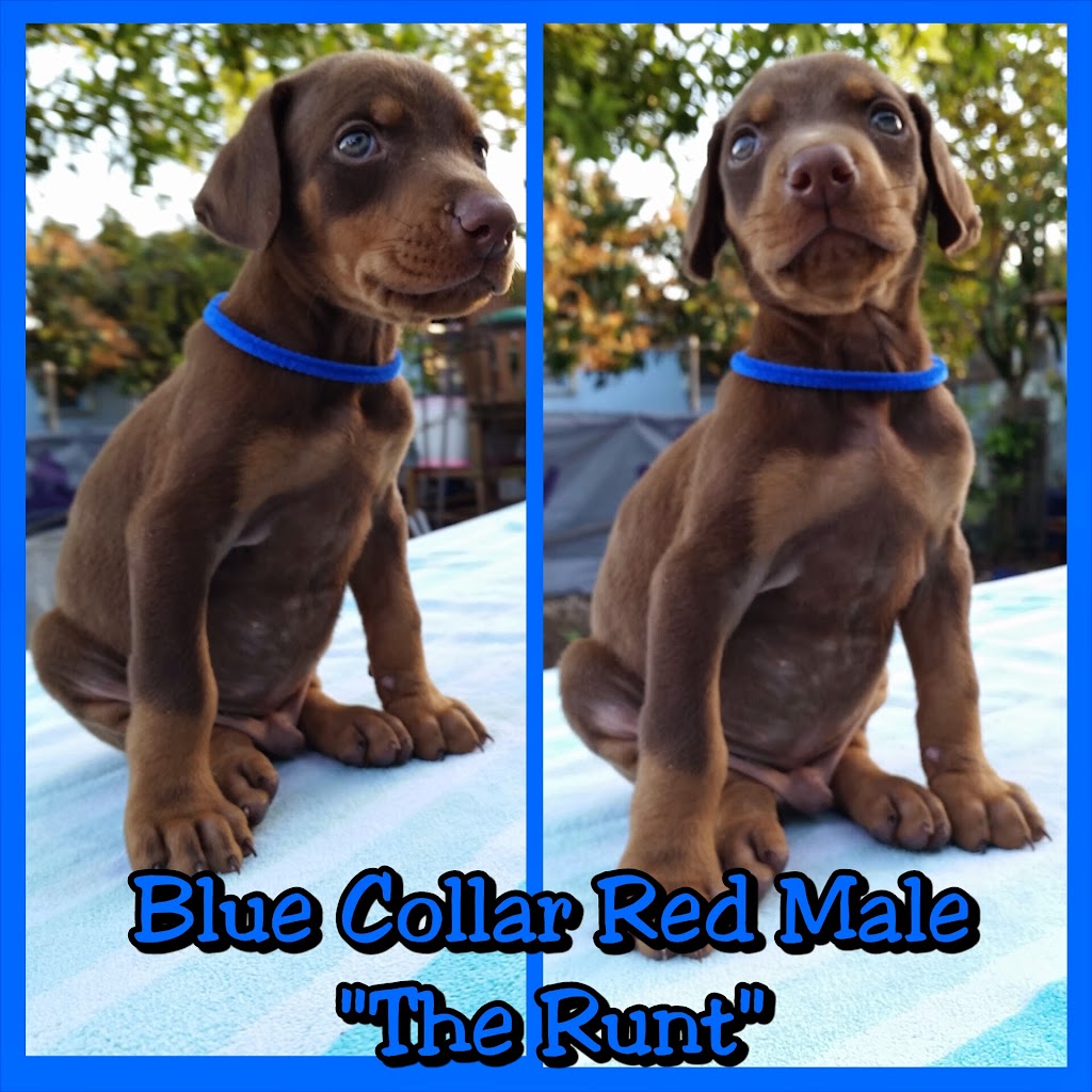 Doberman Pinscher Kennel | 15754 SW 300th Terrace, Homestead, FL 33033, USA | Phone: (305) 812-7227