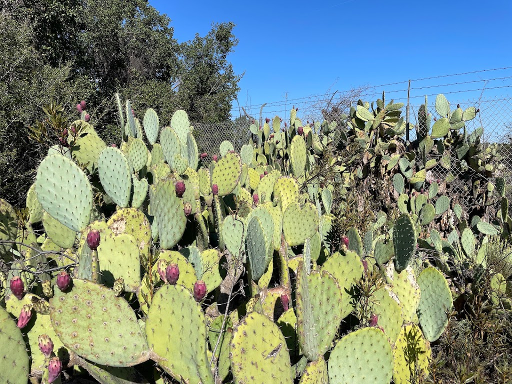 California Botanic Garden | 1500 N College Ave, Claremont, CA 91711, USA | Phone: (909) 625-8767