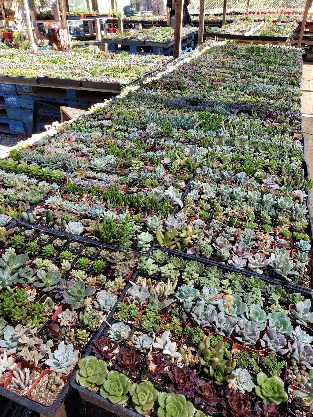 Garden Vibes | 26550 Pabesu Rd, Murrieta, CA 92562, USA | Phone: (619) 874-1017