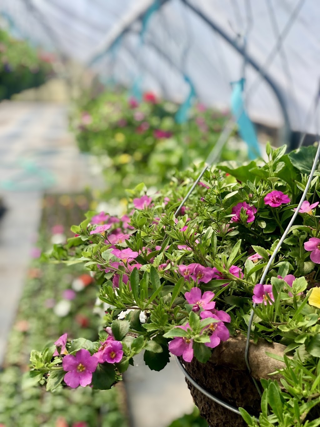 Campbell Farms | 4676 OR-211, Woodburn, OR 97071, USA | Phone: (503) 634-2706