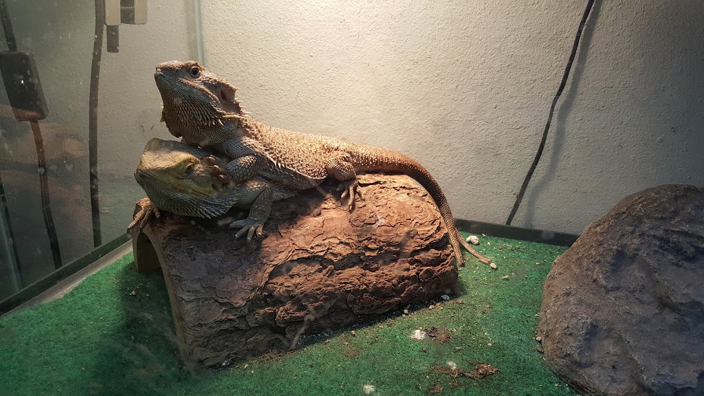 Foothill Aquatic & Pets | 2349 Foothill Blvd, La Verne, CA 91750, USA | Phone: (909) 596-8599