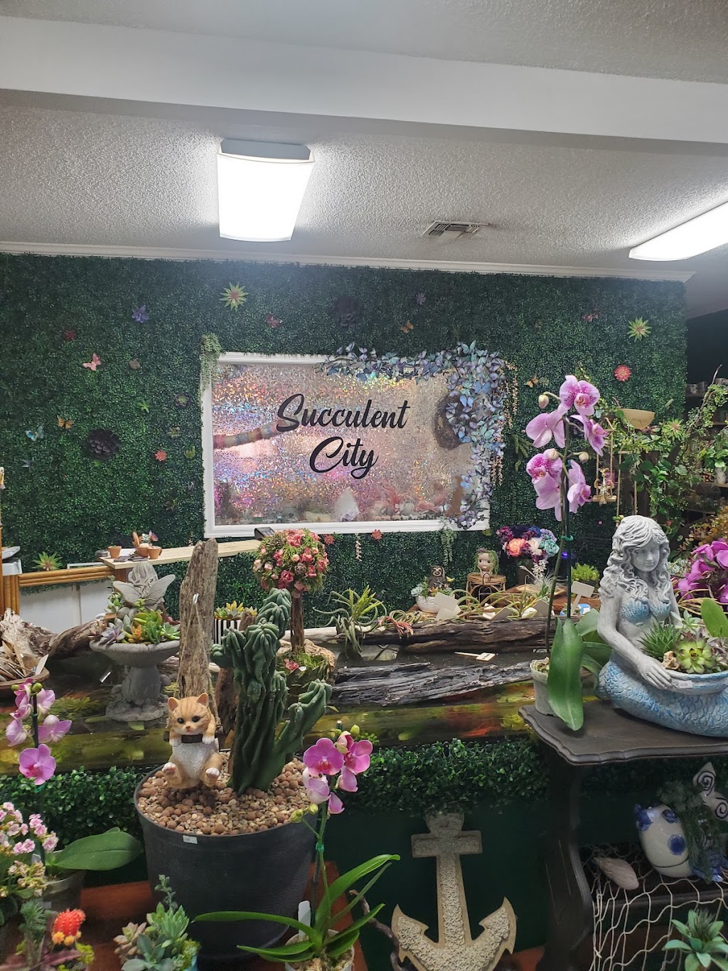 Succulent City | 20150 Cortez Blvd, Brooksville, FL 34601, USA | Phone: (352) 797-2743