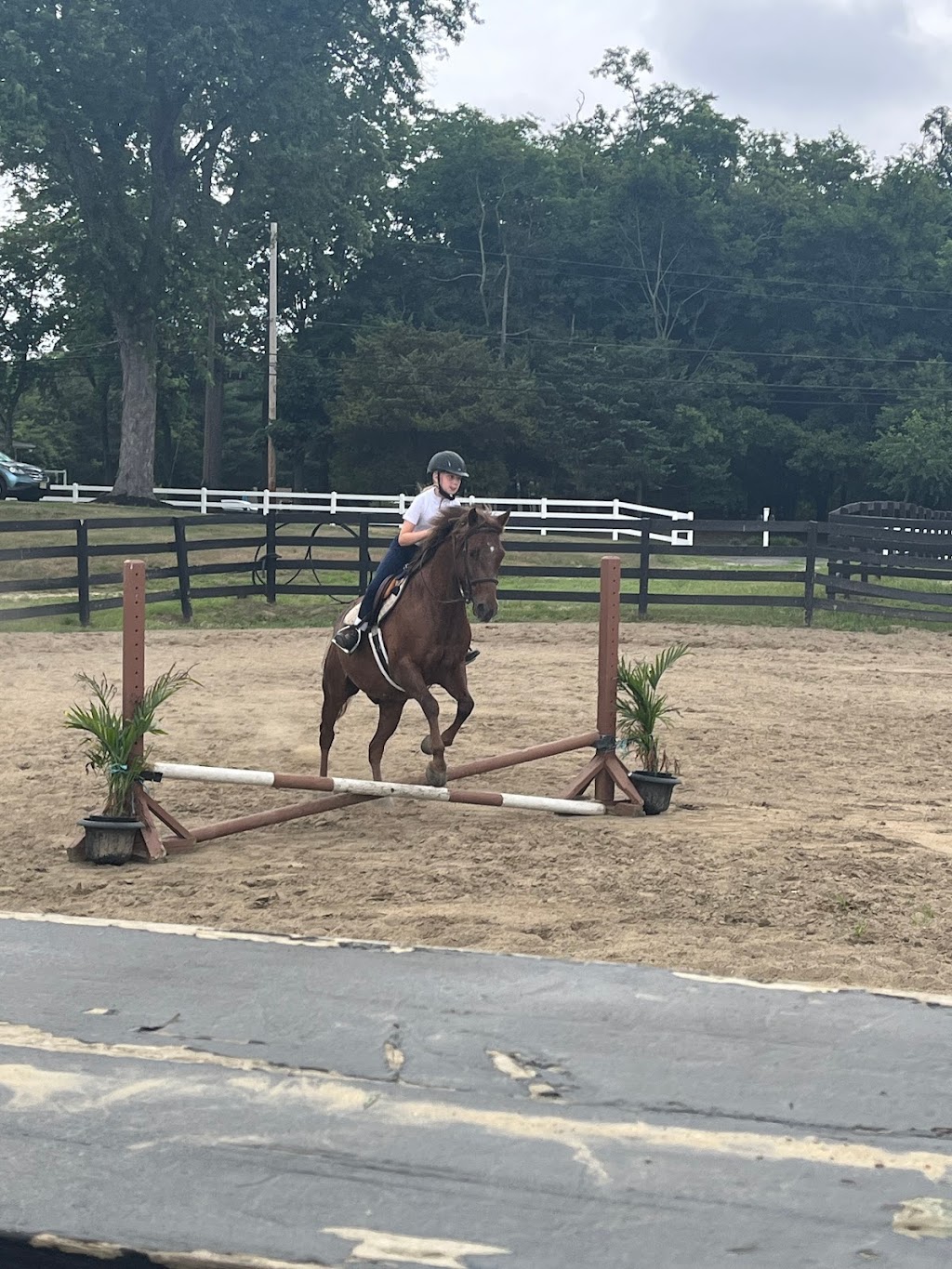 Oasis Equestrian LLC | NO TRAIL RIDES, 463 Casino Dr, Farmingdale, NJ 07727, USA | Phone: (908) 310-4052