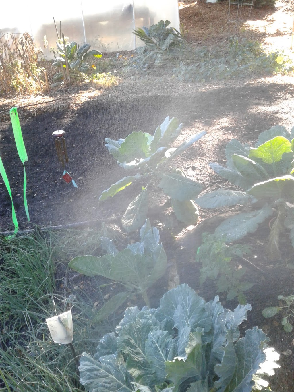Collective Roots Community Garden | 1785 Woodland Ave, East Palo Alto, CA 94303, USA | Phone: (925) 771-2990