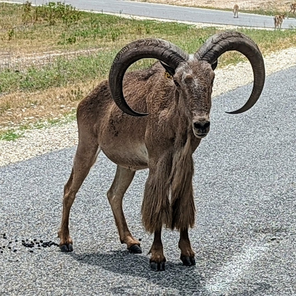 Fossil Rim Wildlife Center | 2299 Co Rd 2008, Glen Rose, TX 76043, USA | Phone: (254) 897-2960