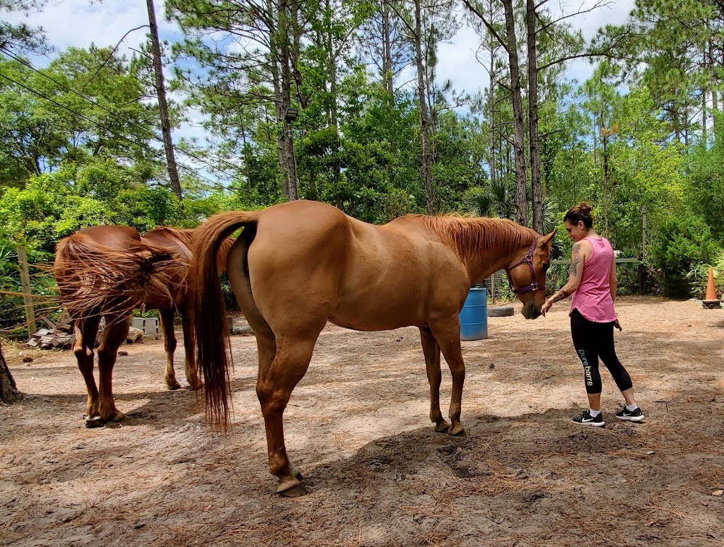 Transitions Equine Services, Llc | 12946 Grover Rd, Jacksonville, FL 32226 | Phone: (904) 707-3113