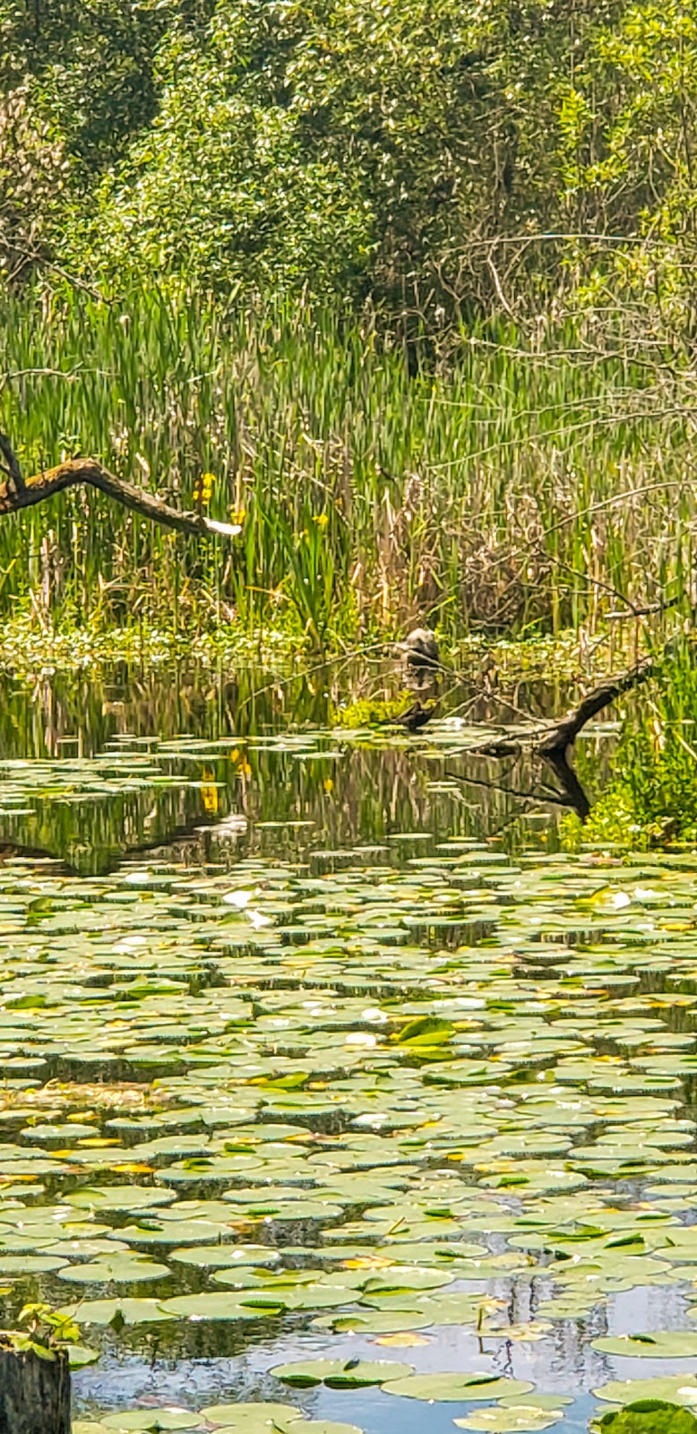 Beaver Lodge Sanctuary | 37th Ave E, Seattle, WA 98112 | Phone: (206) 684-5146