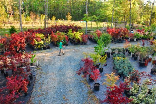 Get Rooted Plant Nursery and Garden Center | 2038 Crawford Dairy Rd, Chapel Hill, NC 27516, USA | Phone: (919) 357-3703