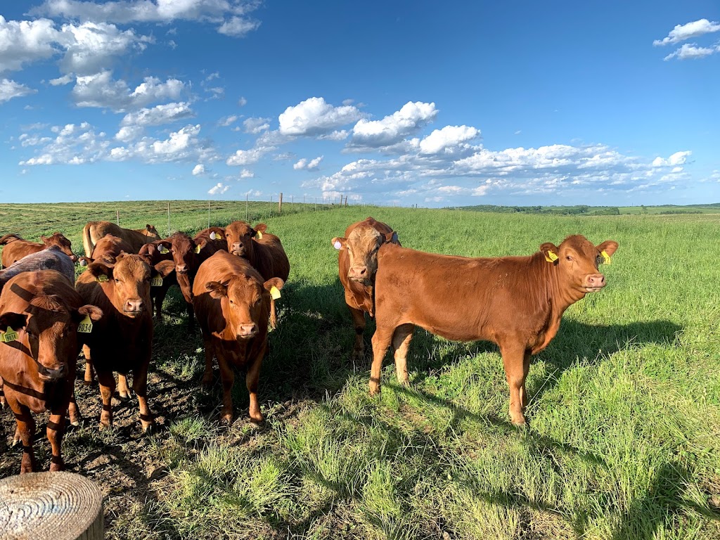 Brunkeberg Kviteseid Farms/Generations Beef | 385 County Hwy H, Mt Horeb, WI 53572, USA | Phone: (608) 291-6230