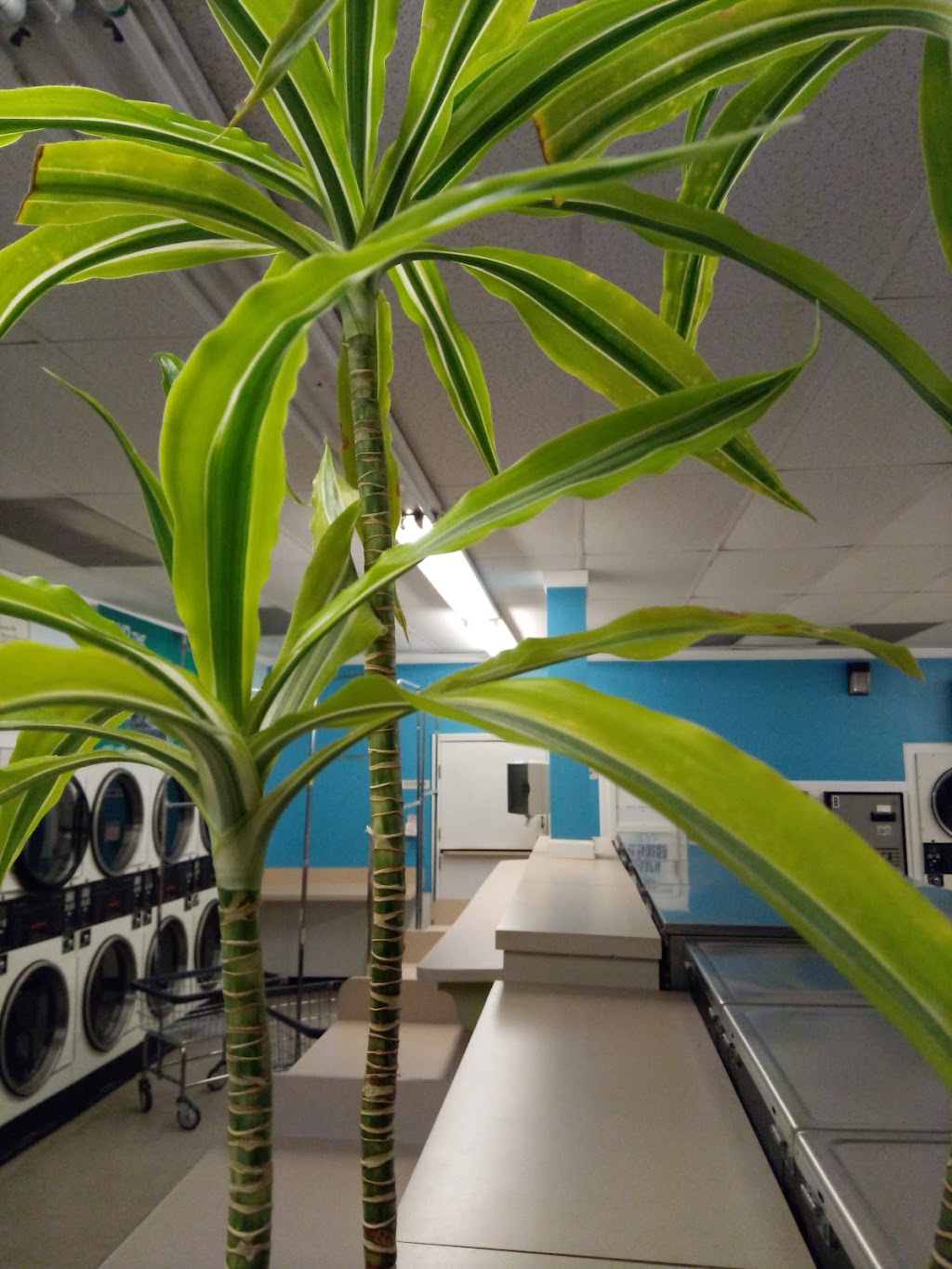 Surfside Laundromat | 1904 S Coast Hwy, Oceanside, CA 92054, USA | Phone: (760) 231-5281