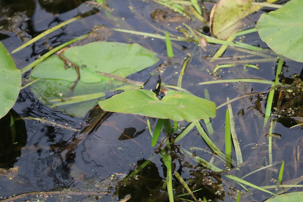 Great Swamp National Wildlife Refuge | New Vernon, NJ 07976, USA | Phone: (973) 425-1222