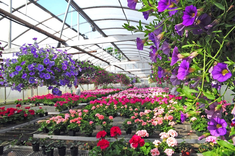 Leonhards Florist & Greenhouses | 87 Corning St, Beverly, MA 01915, USA | Phone: (978) 922-4295