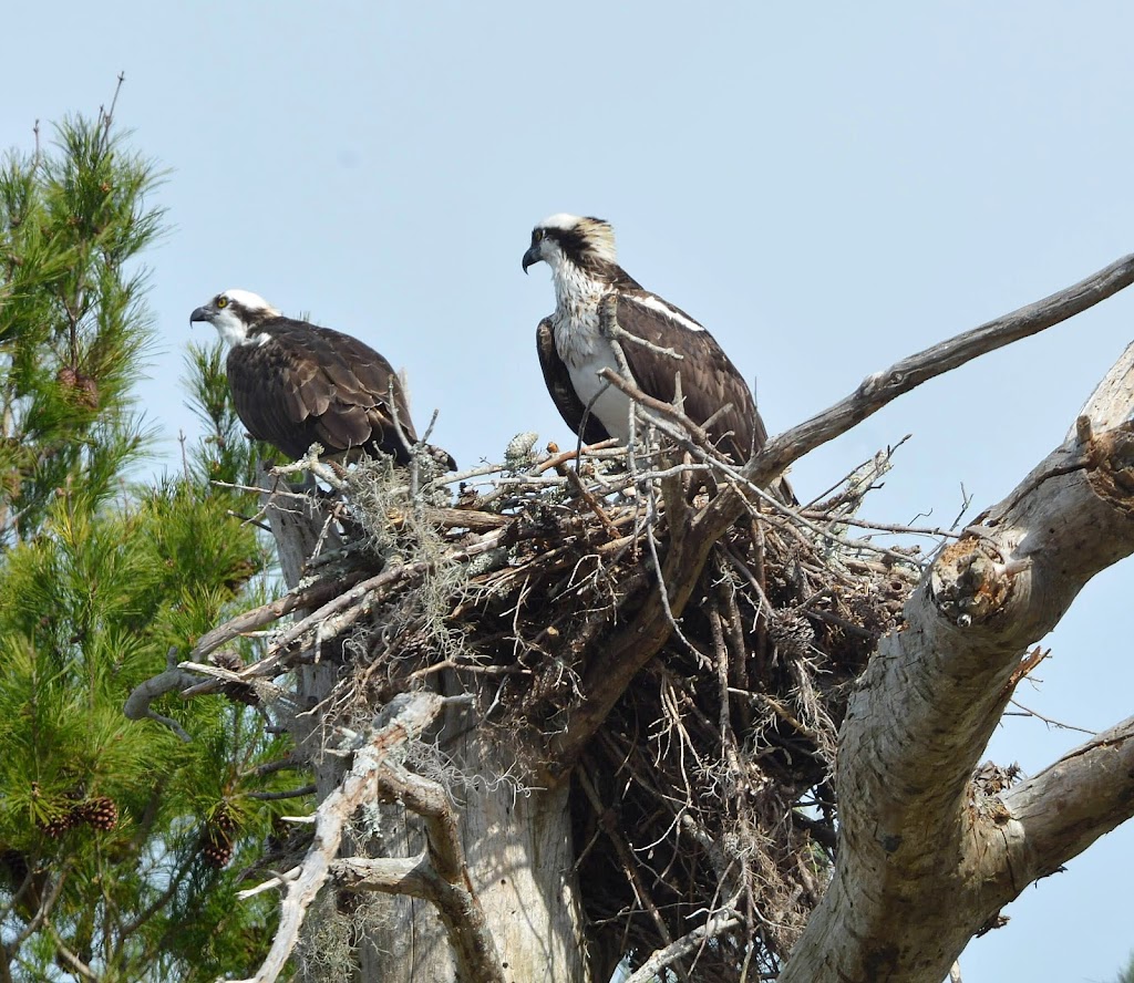 Coastal Anclote Trail | Anclote, Coastal Trail, Holiday, FL 34691, USA | Phone: (727) 938-2598