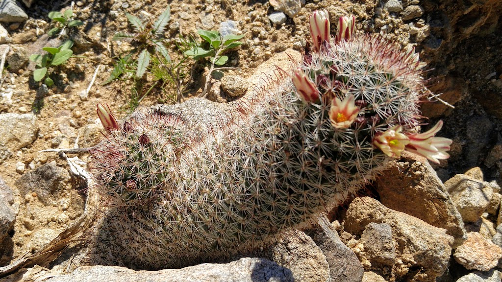 Tamarisk Grove Campground | Anza Borrego Desert State Park, 5960 Yaqui Pass Rd, Julian, CA 92036, USA | Phone: (760) 767-4205