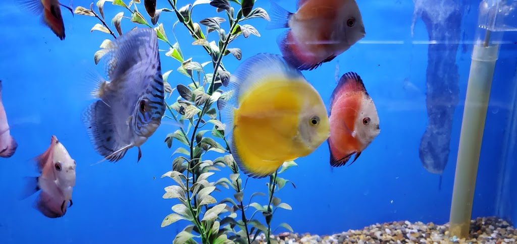 CBS Tropical Aquarium | 3 NE 181st Ave, Portland, OR 97230, USA | Phone: (503) 666-6668