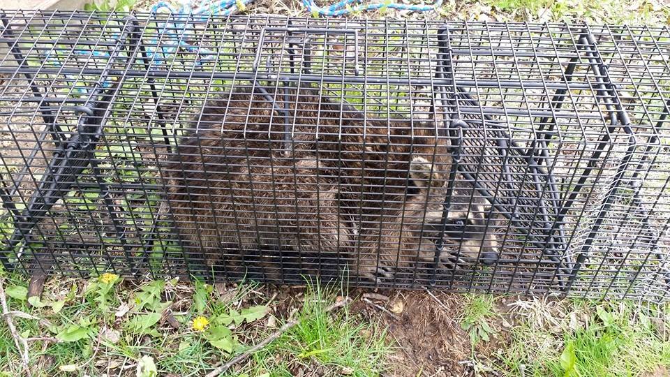 Wildlife Trapping Professionals | 16230 W 163rd St, Lockport, IL 60441, USA | Phone: (815) 513-0590
