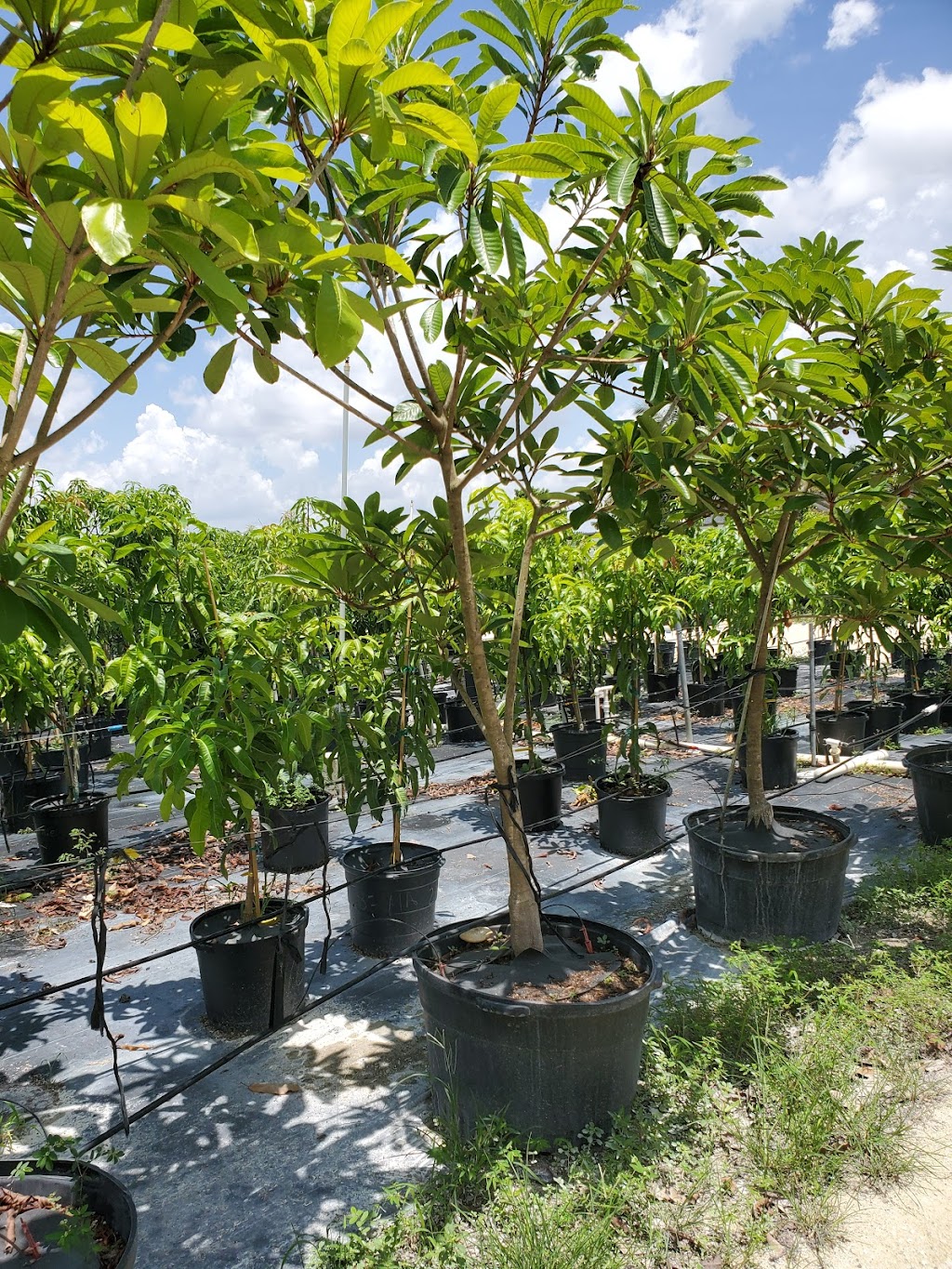 Als Fruit Trees LLC | 14000 SW 182 Ave, Miami, FL 33196 | Phone: (786) 351-1521