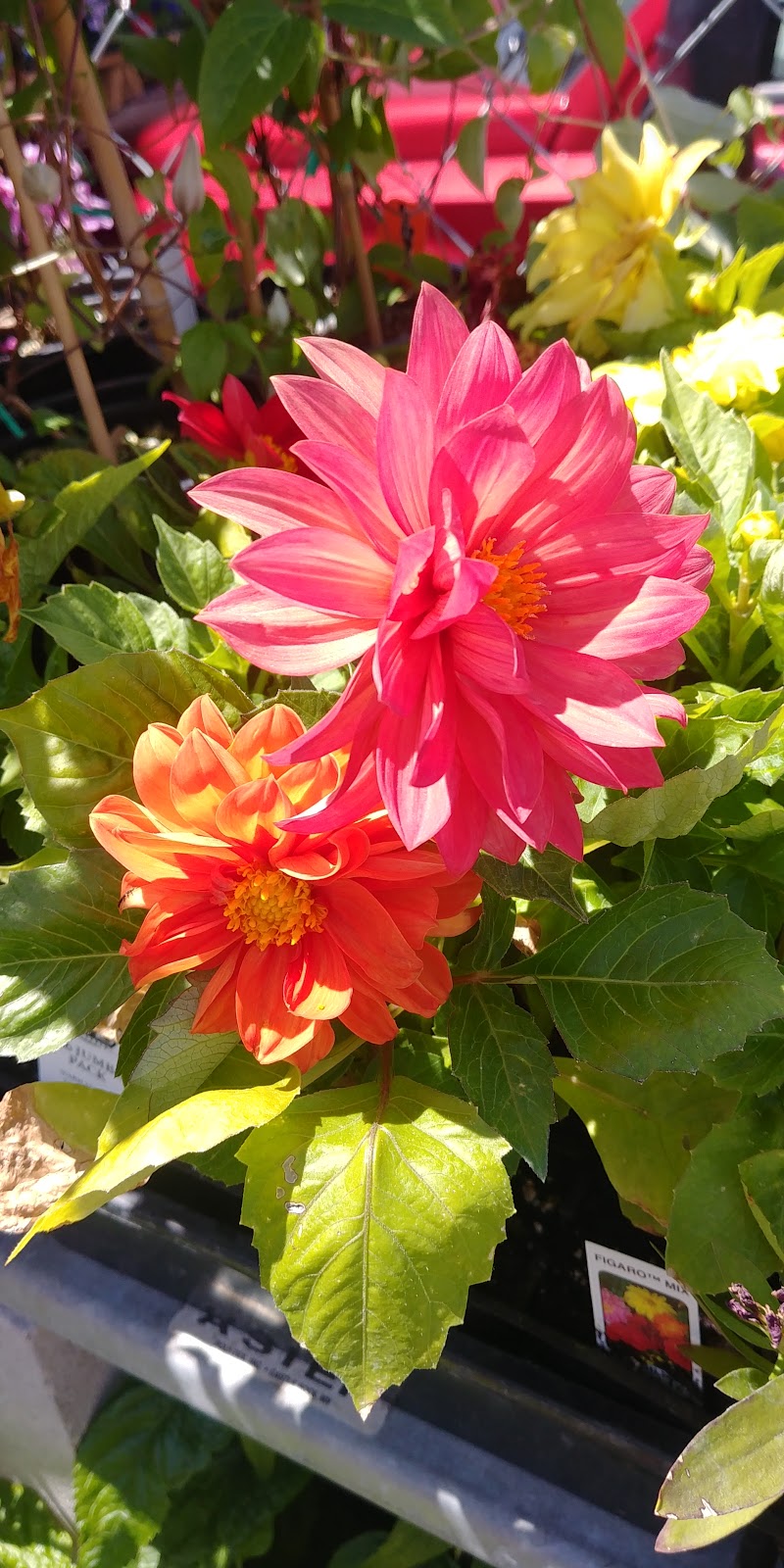 Zamzows Lake Hazel | 10785 W Lake Hazel Rd Ste #120, Boise, ID 83709, USA | Phone: (208) 475-0770