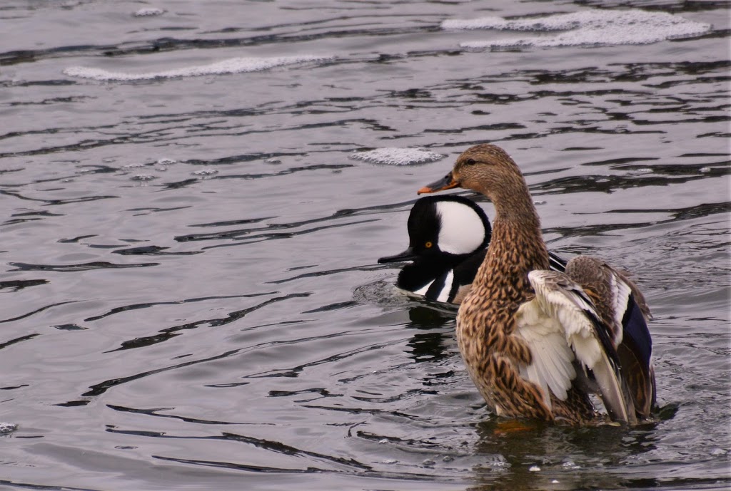 Arapahoe Lake Park | Englewood, CO 80111, USA | Phone: (303) 770-1484