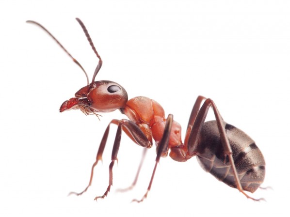 Insect & Rodent Solutions | 921 Poinsettia Ave Suite 4, Vista, CA 92081, USA | Phone: (760) 597-2847