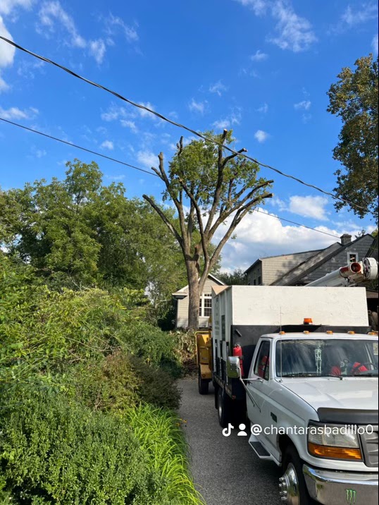 Badillos Tree Service | 825 Castle Heights Ave, Lebanon, TN 37087, USA | Phone: (615) 582-1139