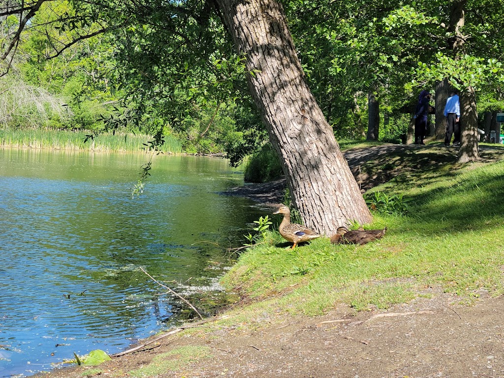 Buckingham Lake Park | 39 Berkshire Blvd, Albany, NY 12203, USA | Phone: (518) 434-5699