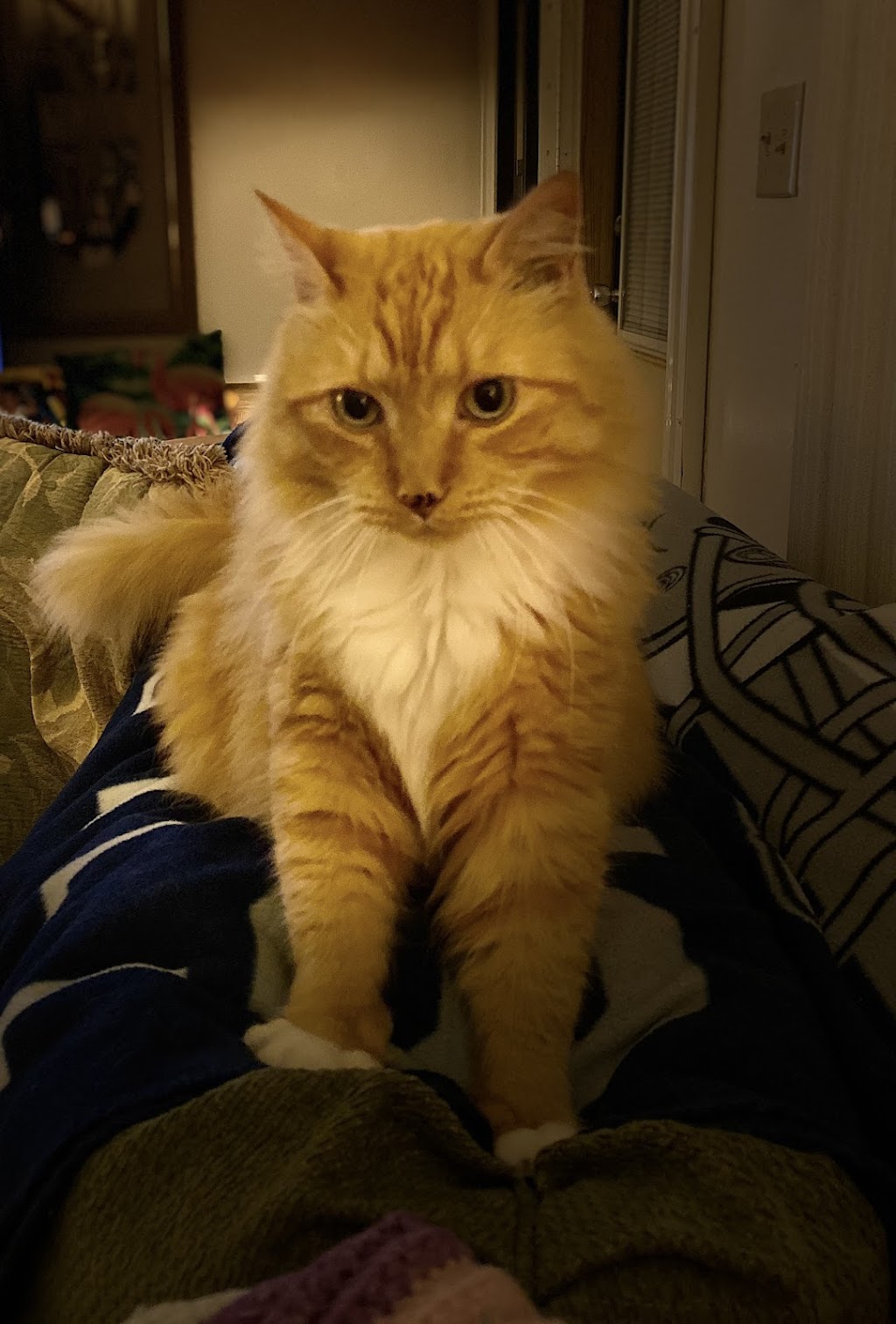 Legacy Vet Care | 17014 Ayers Rd, Brooksville, FL 34604, USA | Phone: (352) 900-2673