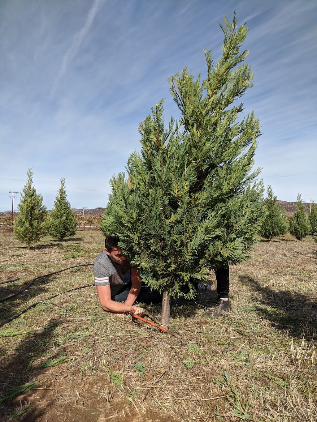 Highland Valley Christmas Tree Farm | 18425 Highland Valley Rd, Ramona, CA 92065, USA | Phone: (760) 315-8872