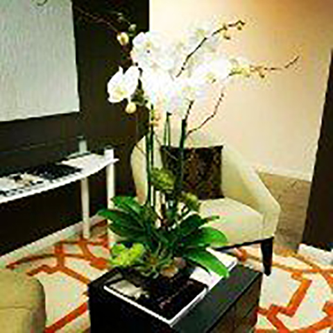 Pacific Interior Plants | 241 Calle Villario, San Clemente, CA 92672, USA | Phone: (714) 293-0977