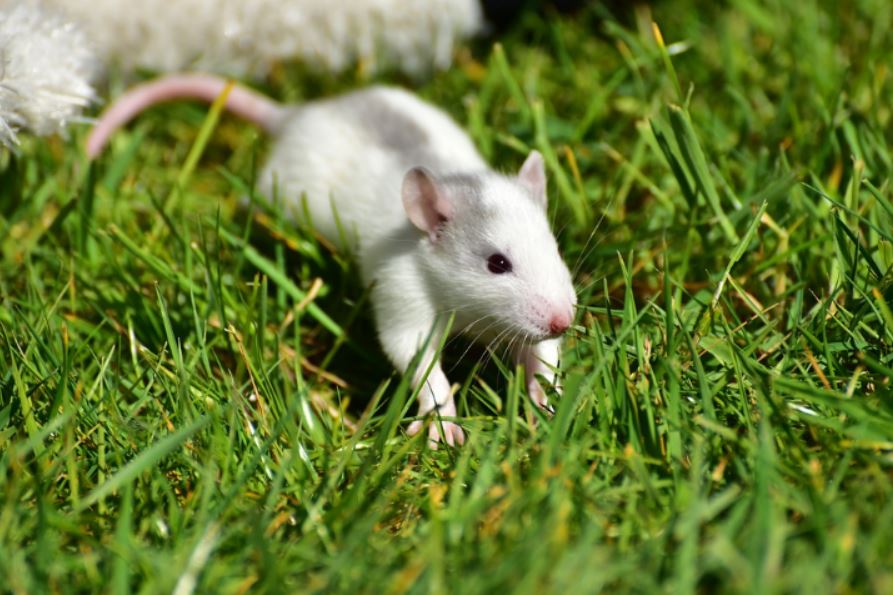 Allnone Pest Eliminators | 917 Sunset Dr, Antioch, CA 94509, USA | Phone: (800) 430-3778