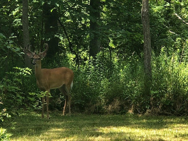 Bell Creek Nature Preserve | 16401 Harrison St, Livonia, MI 48154, USA | Phone: (734) 484-6565