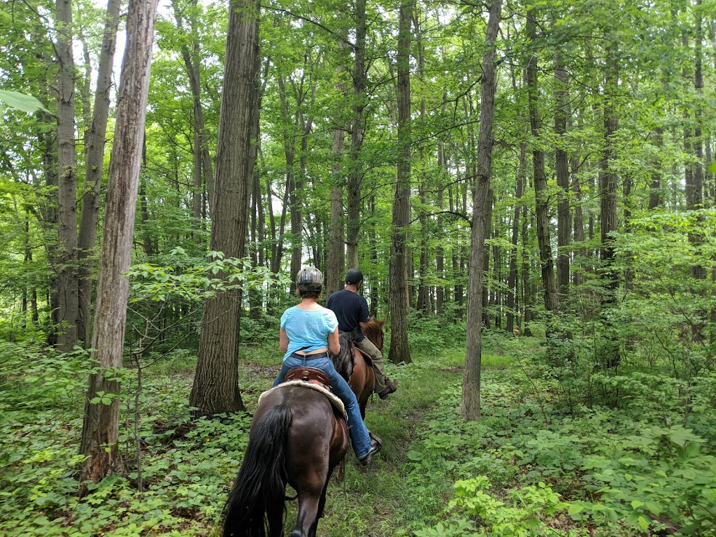 Equine Differences | 11911 Leavitt Rd, Oberlin, OH 44074, USA | Phone: (440) 822-4685