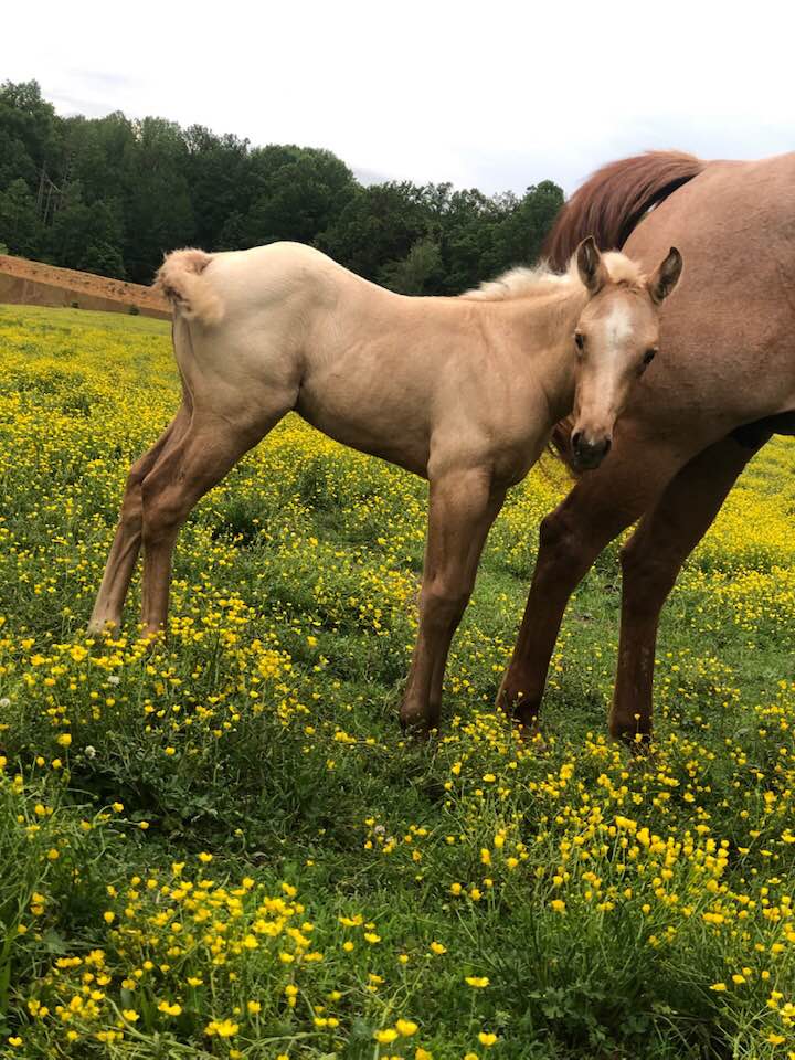 Bar Creek Farms Quarter Horses and Paints | 11920 Bar Creek Ln, Ford, VA 23850, USA | Phone: (804) 712-2497