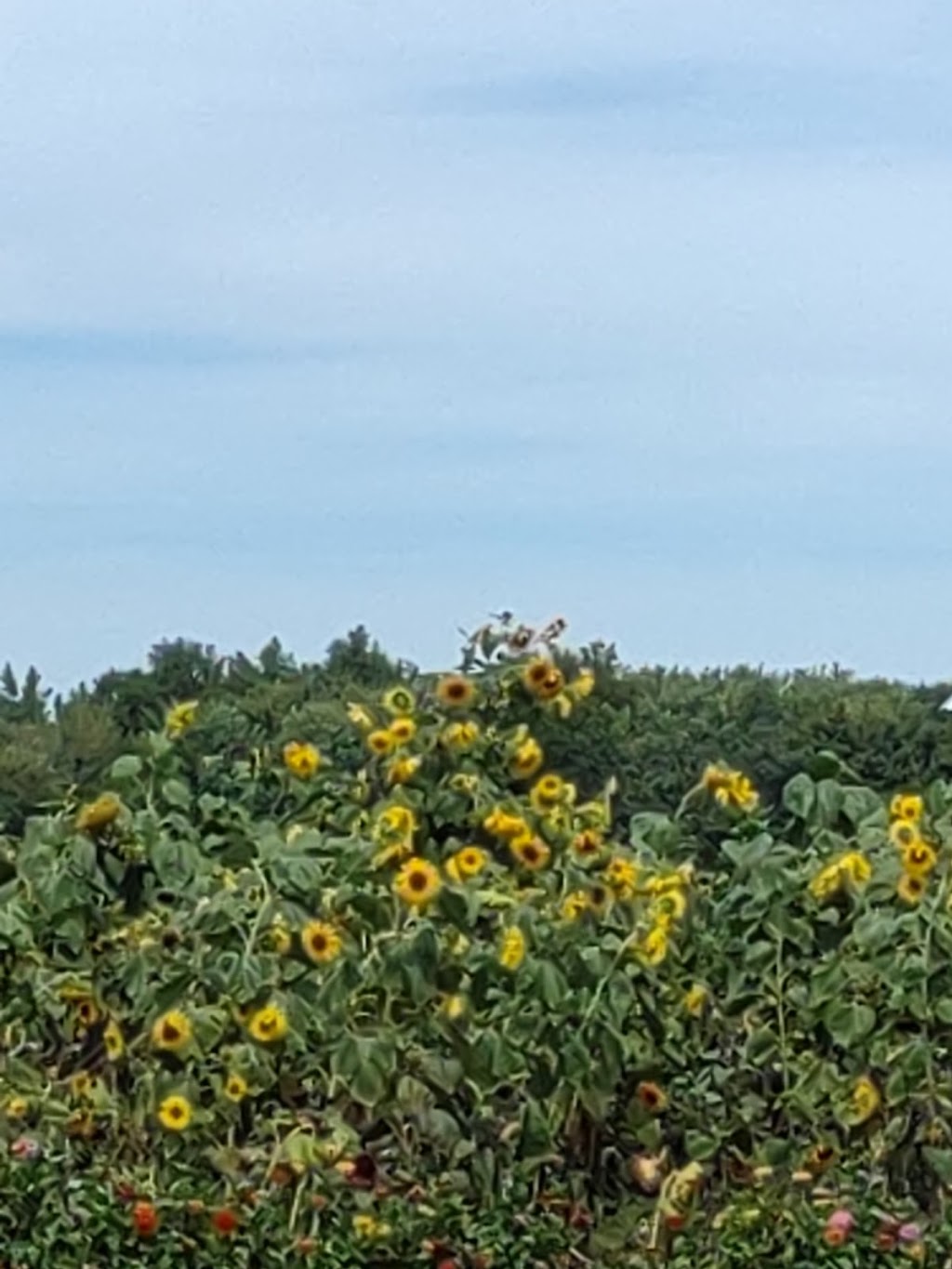 Fowl’s Farm Market | 43655 Telegraph Rd, Elyria, OH 44035, USA | Phone: (440) 737-3695