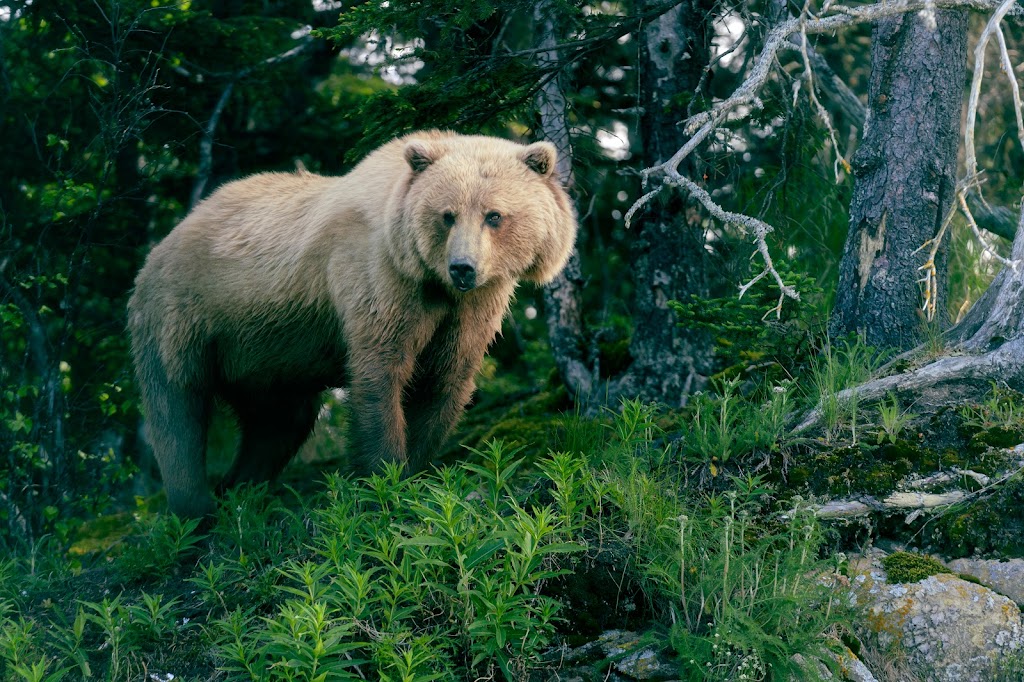 Alaska Bear Expeditions | 4500 Lakeshore Dr, Anchorage, AK 99517, USA | Phone: (320) 522-0997