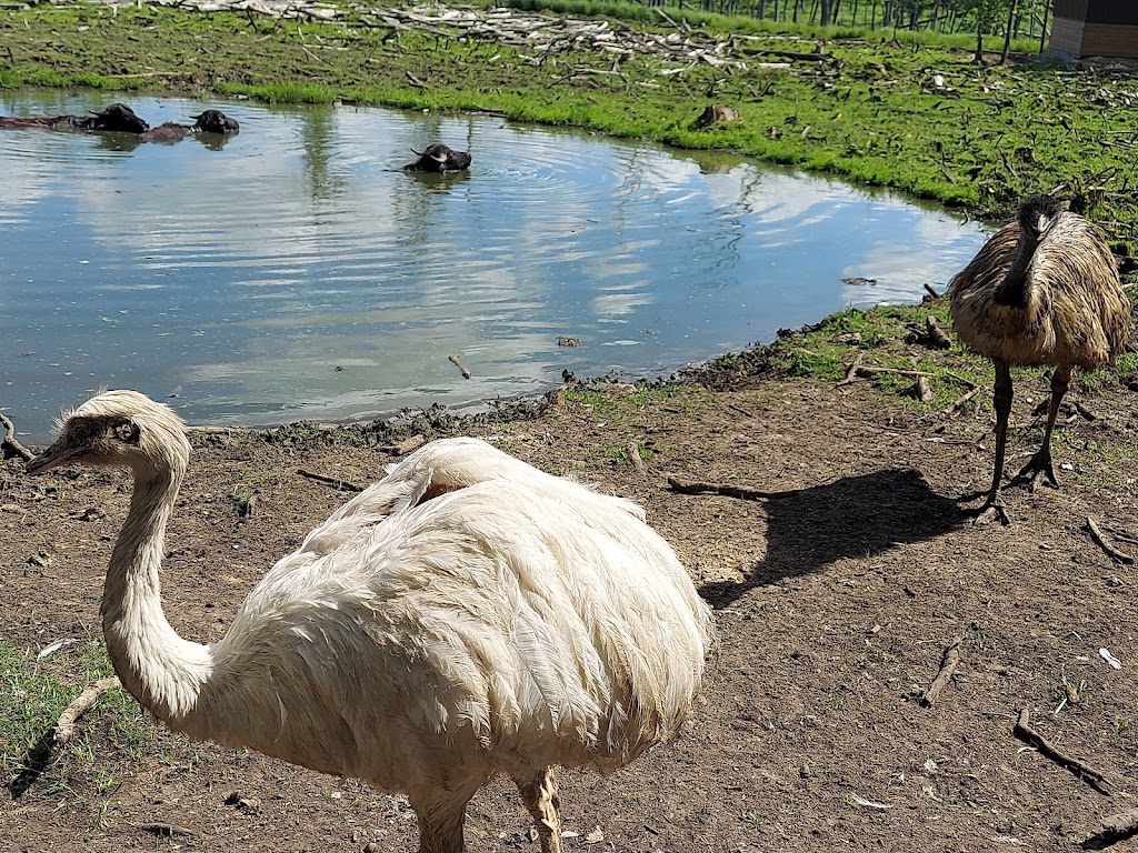 Shalom Wildlife Zoo | 1901 Shalom Dr, West Bend, WI 53090, USA | Phone: (262) 338-1310