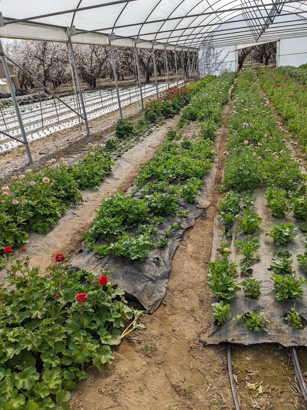 Kelley Flower Farm | 3101 Jackson Rd, Modesto, CA 95358 | Phone: (209) 968-3756