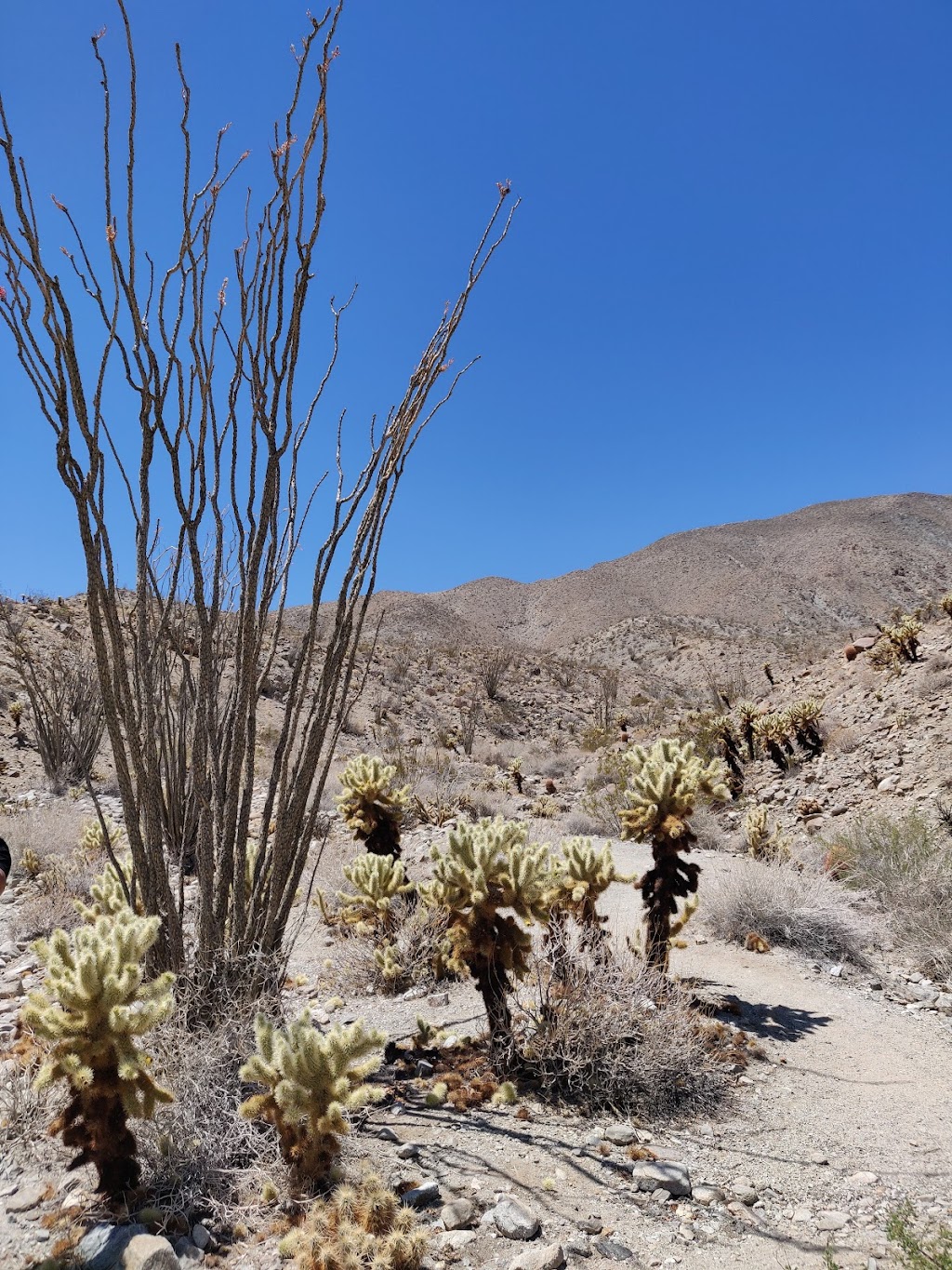 Tamarisk Grove Campground | Anza Borrego Desert State Park, 5960 Yaqui Pass Rd, Julian, CA 92036, USA | Phone: (760) 767-4205