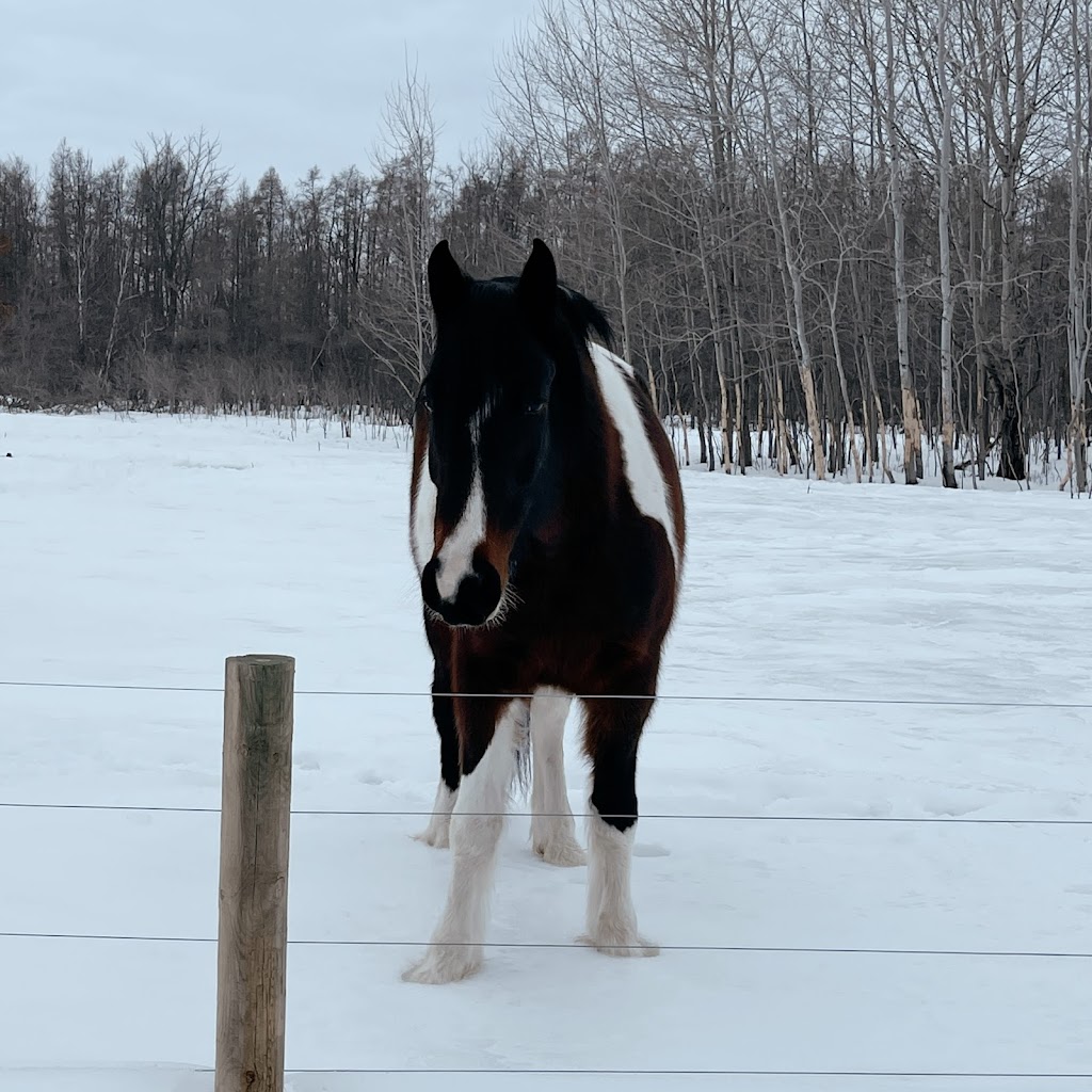 Sunrise Equine Veterinary Services | 39318 Poor Farm Rd, North Branch, MN 55056, USA | Phone: (651) 583-2162