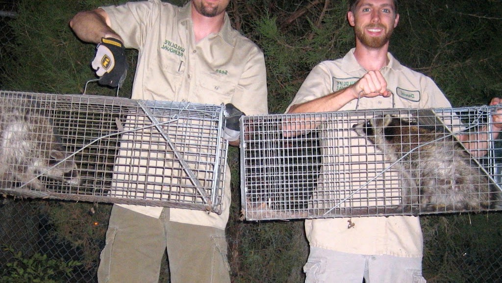 Wildlife Trapping Professionals of Bowling Green | 1405 Conneaut Ave, Bowling Green, OH 43402, USA | Phone: (419) 956-0600