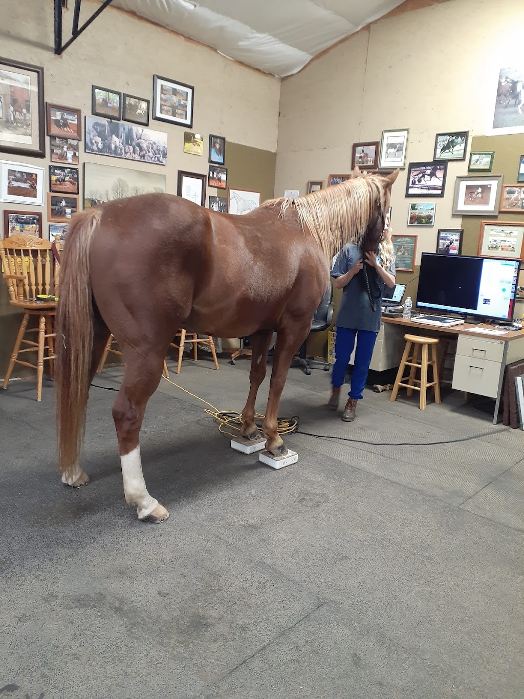 Equine Services, PSC | 9460 Shelbyville Rd, Simpsonville, KY 40067 | Phone: (502) 722-5079