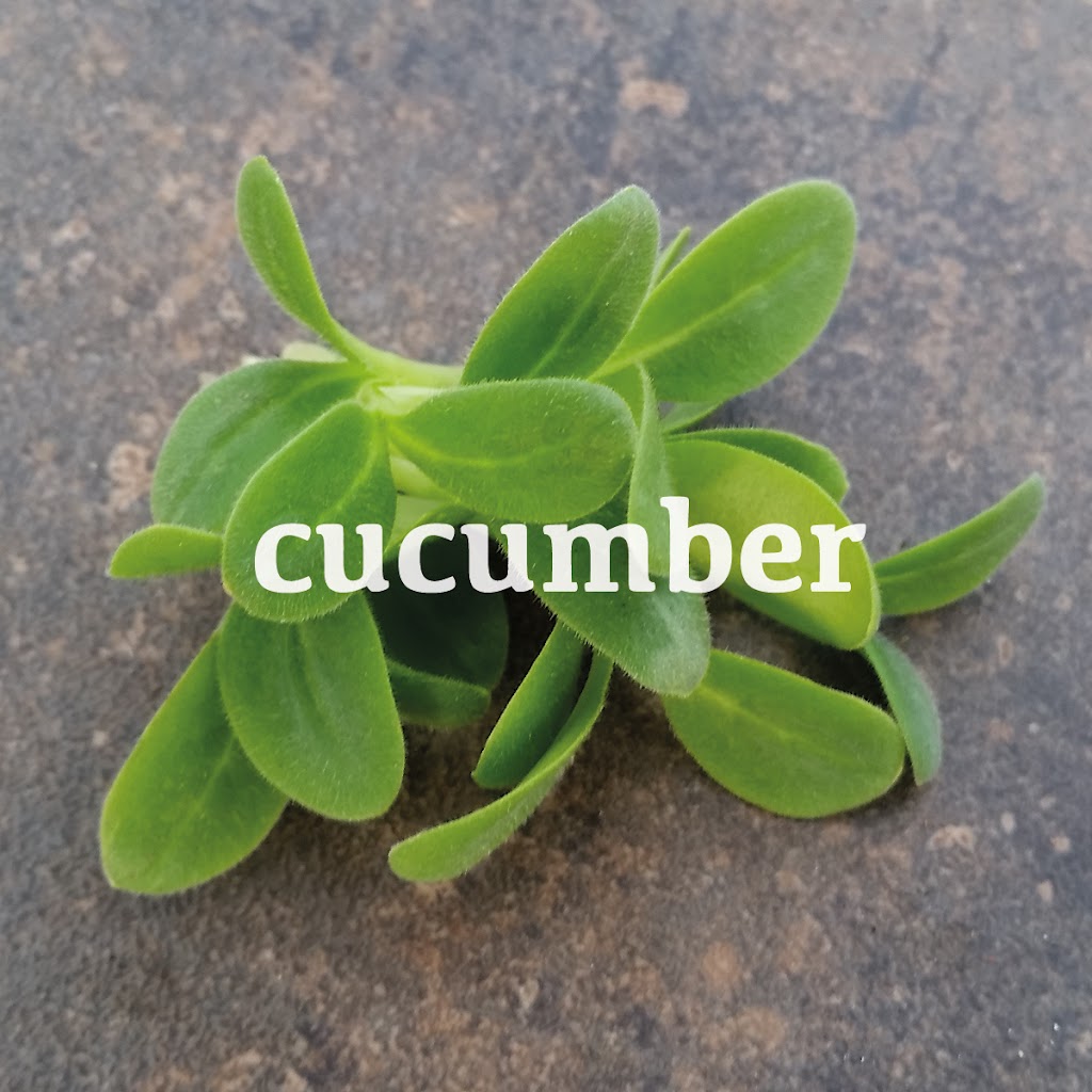 Arizona Microgreens | 3146 E Wier Ave, Phoenix, AZ 85040, USA | Phone: (602) 459-0984 Arizona Microgreens | 3146 E Wier Ave, Phoenix, AZ 85040, USA | Phone: (602) 459-0984